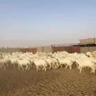 رخال حريات حرش 98 بالغحول 4