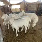 بهم حري للبيع