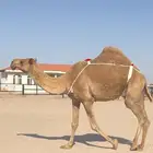 للبيع الخفوت الشعلاء