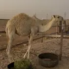 حاشي للبيع ا