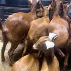 النماص تيوس وجفرات العدد 6 بلدي