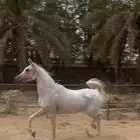فرس مصرية