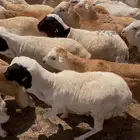 طليان جذعان رفيدي دنكلي مرابي 4 شهور