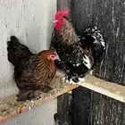 دجاج كوشن فاخر