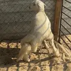 مشروع فحل حري