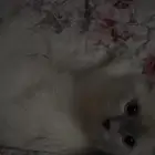 قط لتبني