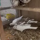 للبيع حمام قماري هولندي