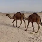 حشو قعدان للبيع