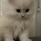 قط كيتن للبيع