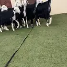 رخال نجد دفيع