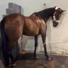 فرس انجليزية ورق