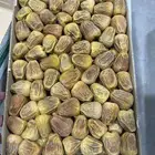 سكري مفتل وجلكسي ملكي