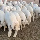للبيع بهم حري فاخر جدا