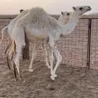 قعود لباني