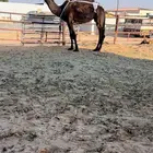 للبيع ضروبه كفو