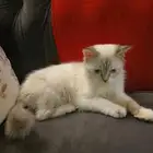 للتبني في جدة