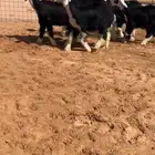 رخال نجد صنف