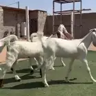 جفار بيض مطوره
