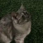 بسه للتبني