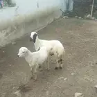 2 كباش للبيع العمر 4 اشهر