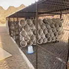 شبوك حمام وصطول بريال ونص ( الحناكيه )