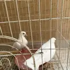 جوز حمام صنعاني للبيع