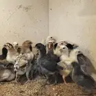 صوص دجاج مشكل عمر اسبوعين وعمر شهرين