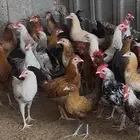 دجاج بلدي