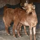 معزا