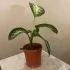 نباتات داخلية ( جدة )