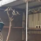 قميري او نزل انتاج محميه