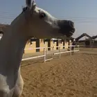 فرس واهو بنت بطل العالم اي اس حرير