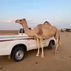 ناقة حرة للبيع الموقع السيدة في شرورة