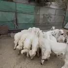 خرفان