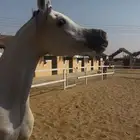 فرس بنت بطل العالم اي اس حرير لقاح 7 شهور