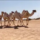 نياق كفوو للبيع