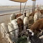 نعيمي بلدي حري سواكن