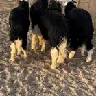 خرفان طيبة للبيع