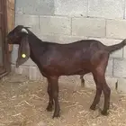 مشروع فحل كلهاري أدهم ( تم البيع )