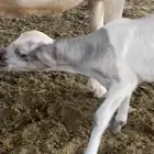داغور