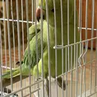 طائر دره هندي للبيع