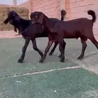 تيوس شاميه خصصم