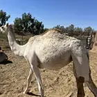 بكره للبيع