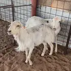 فحول رفيديه