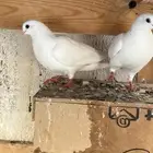 حمام صنعاني