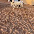 معزا هولنديه
