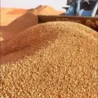 يوجد مرو شروراء