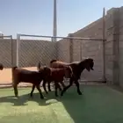 جفار قبرصيات بالتيس