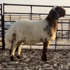 جذع صنف مشروع فحل