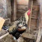 ديكه ودجاجه باكستاني